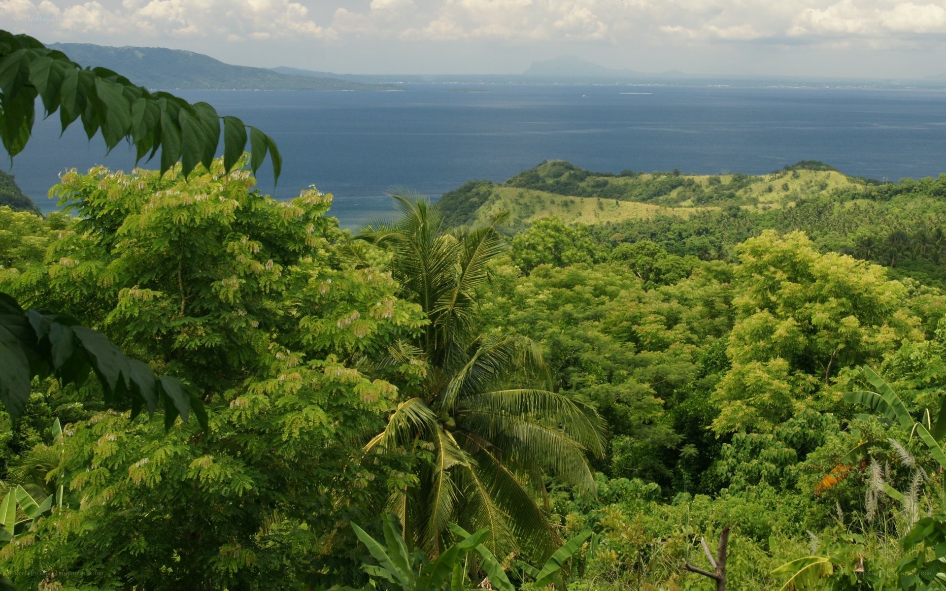 tropical landscape with ocean view