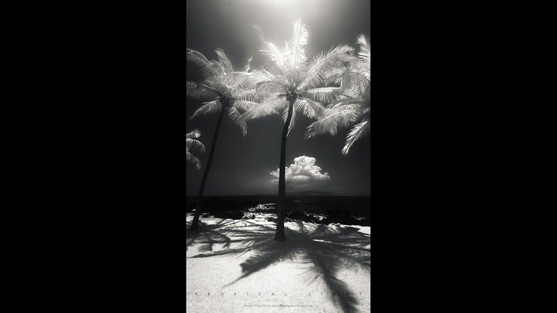 Tropical Light
