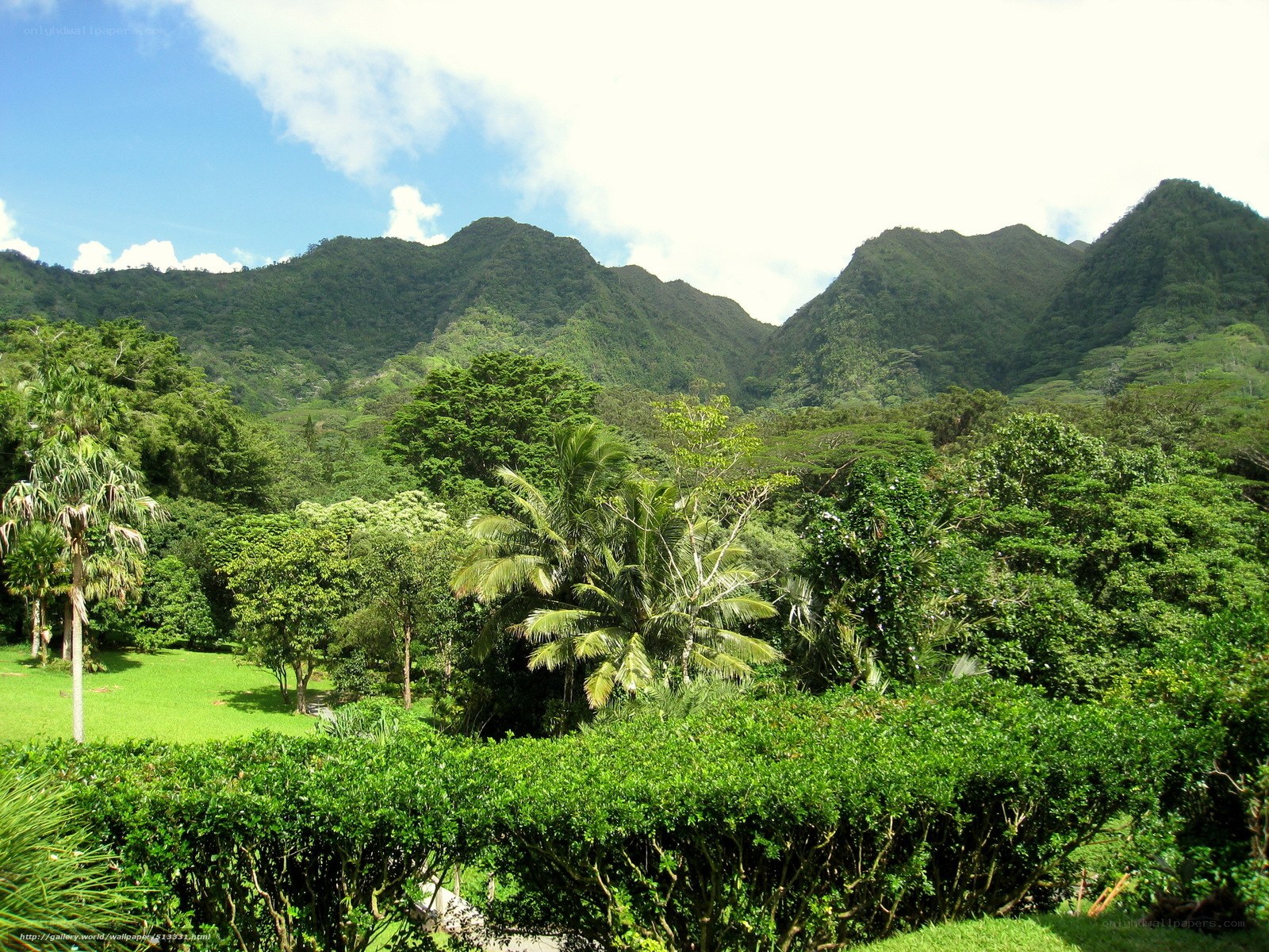 tropical mountains and lush greenery
