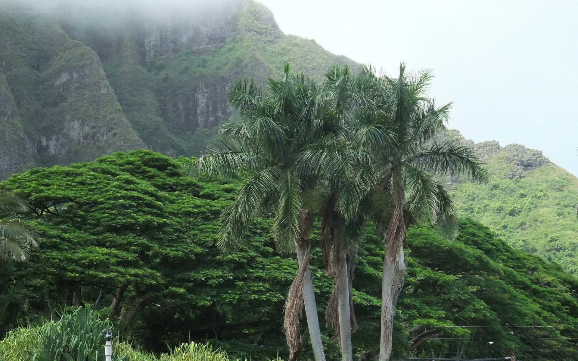 tropical mountains with palm trees