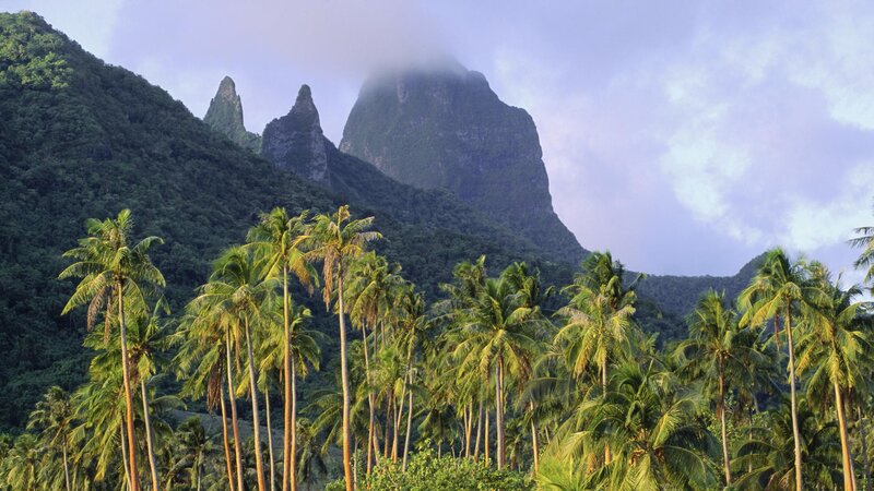 tropical mountains with palm trees