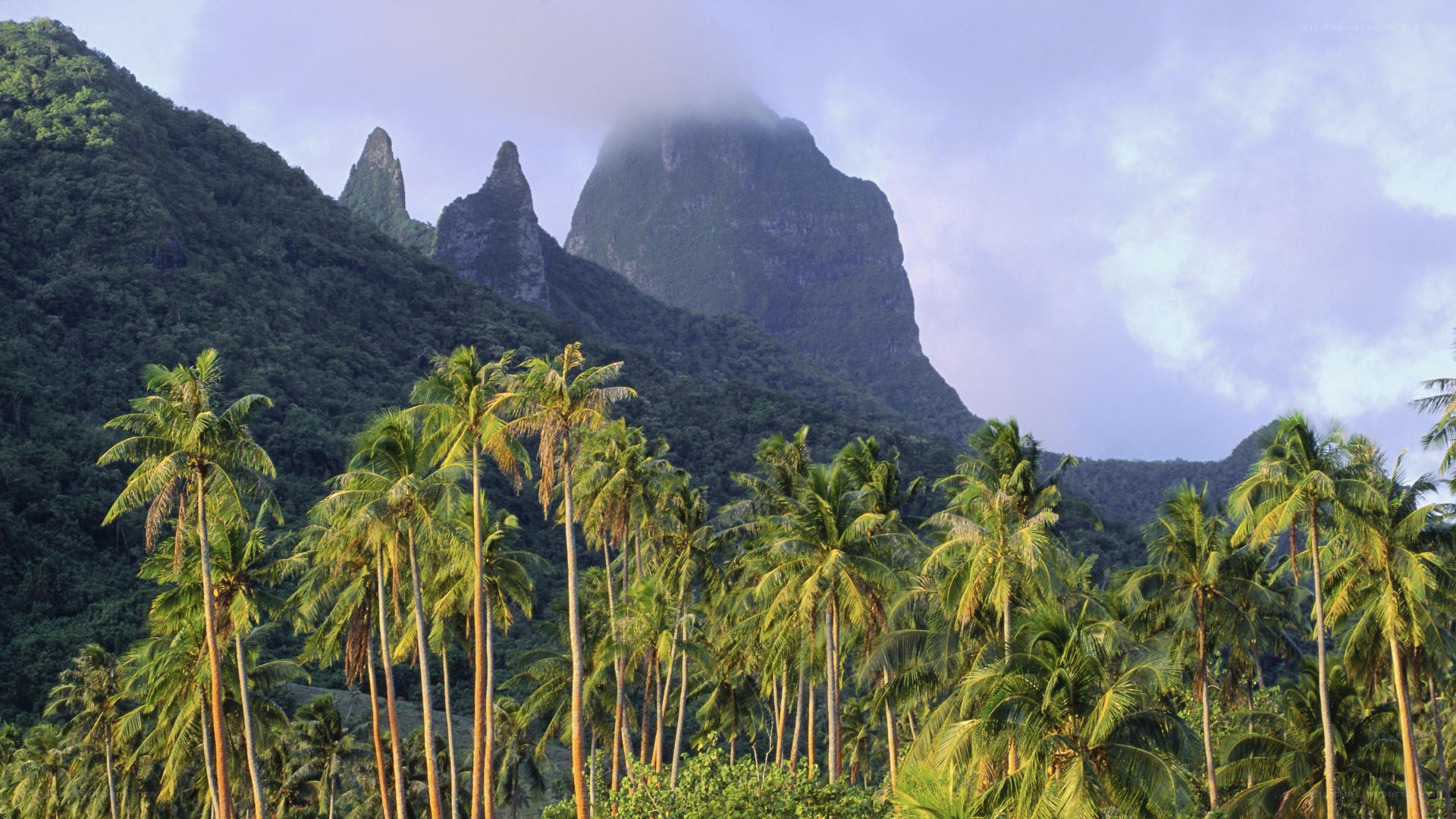 tropical mountains with palm trees