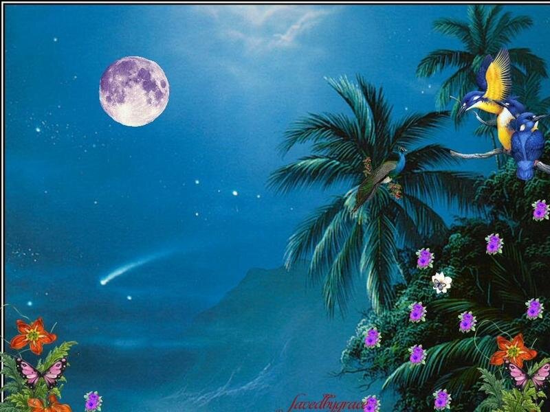 Tropical Night Scene