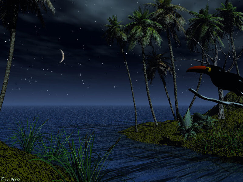 Tropical night with toucan