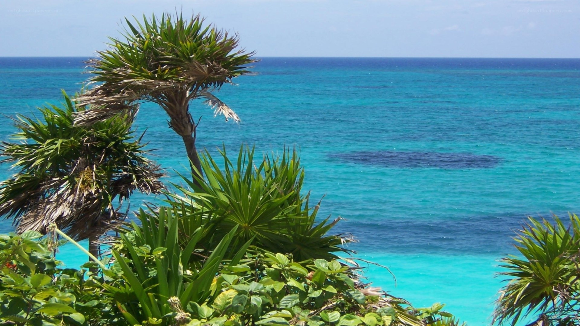 Tropical ocean view with palm trees