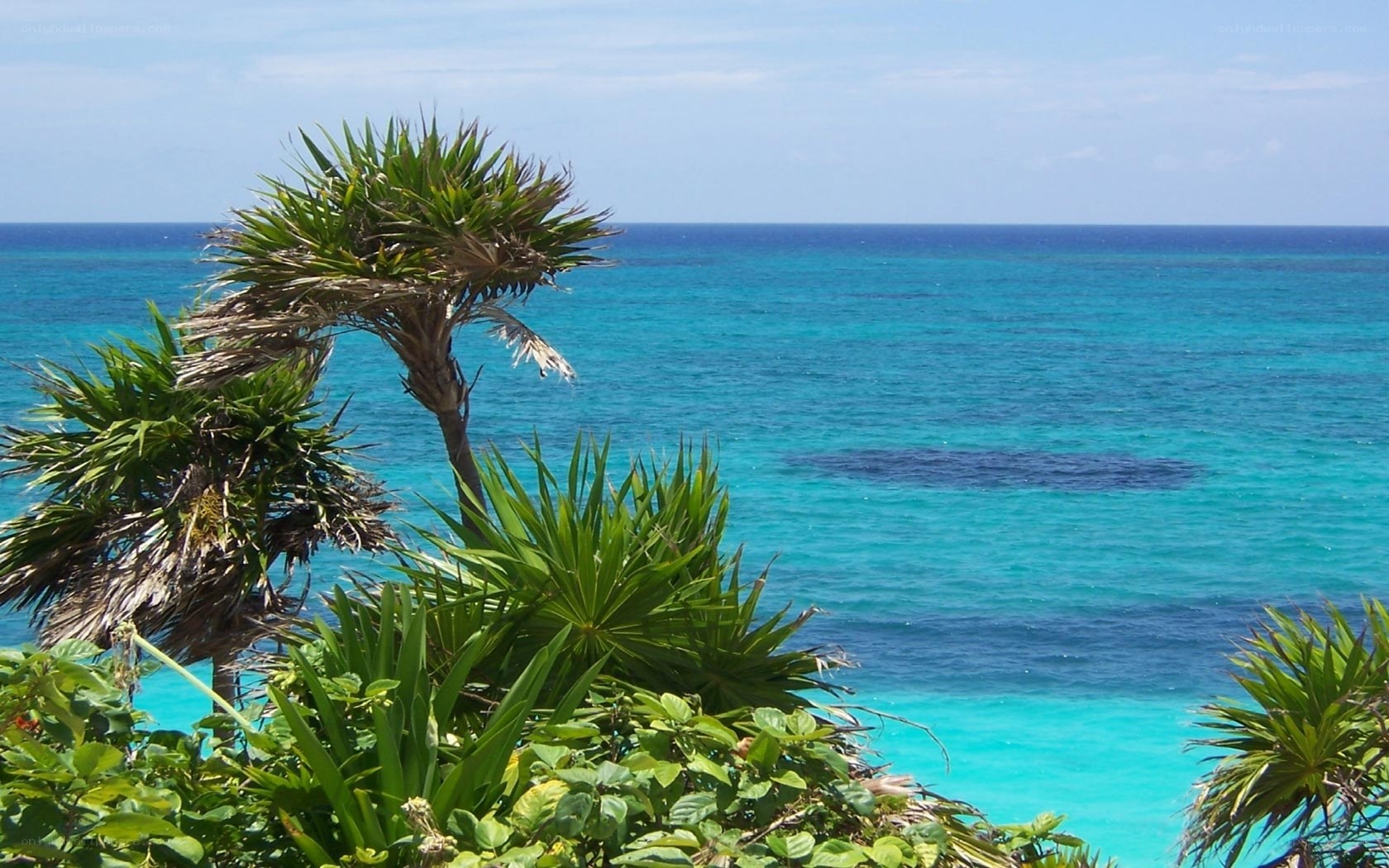 Tropical ocean view with palm trees