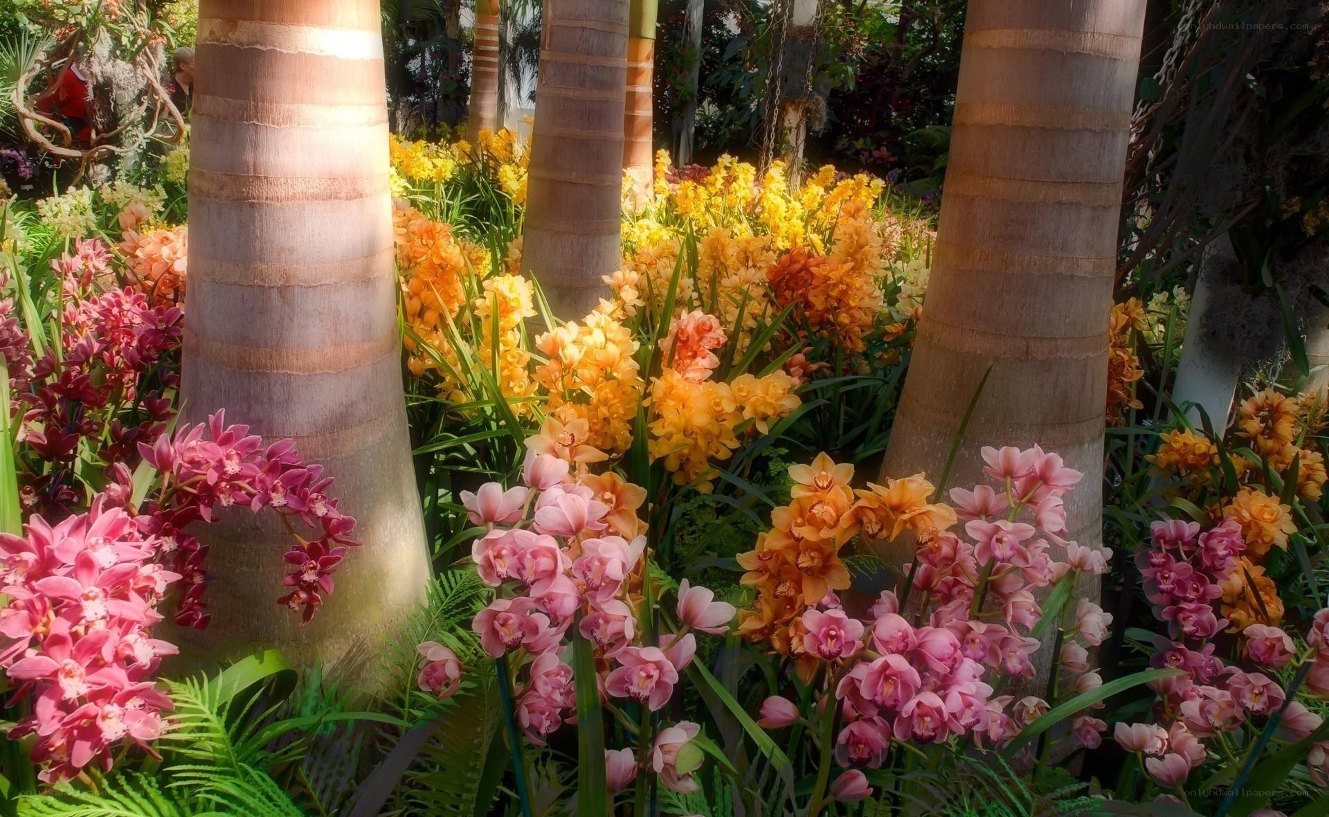 Tropical orchid garden