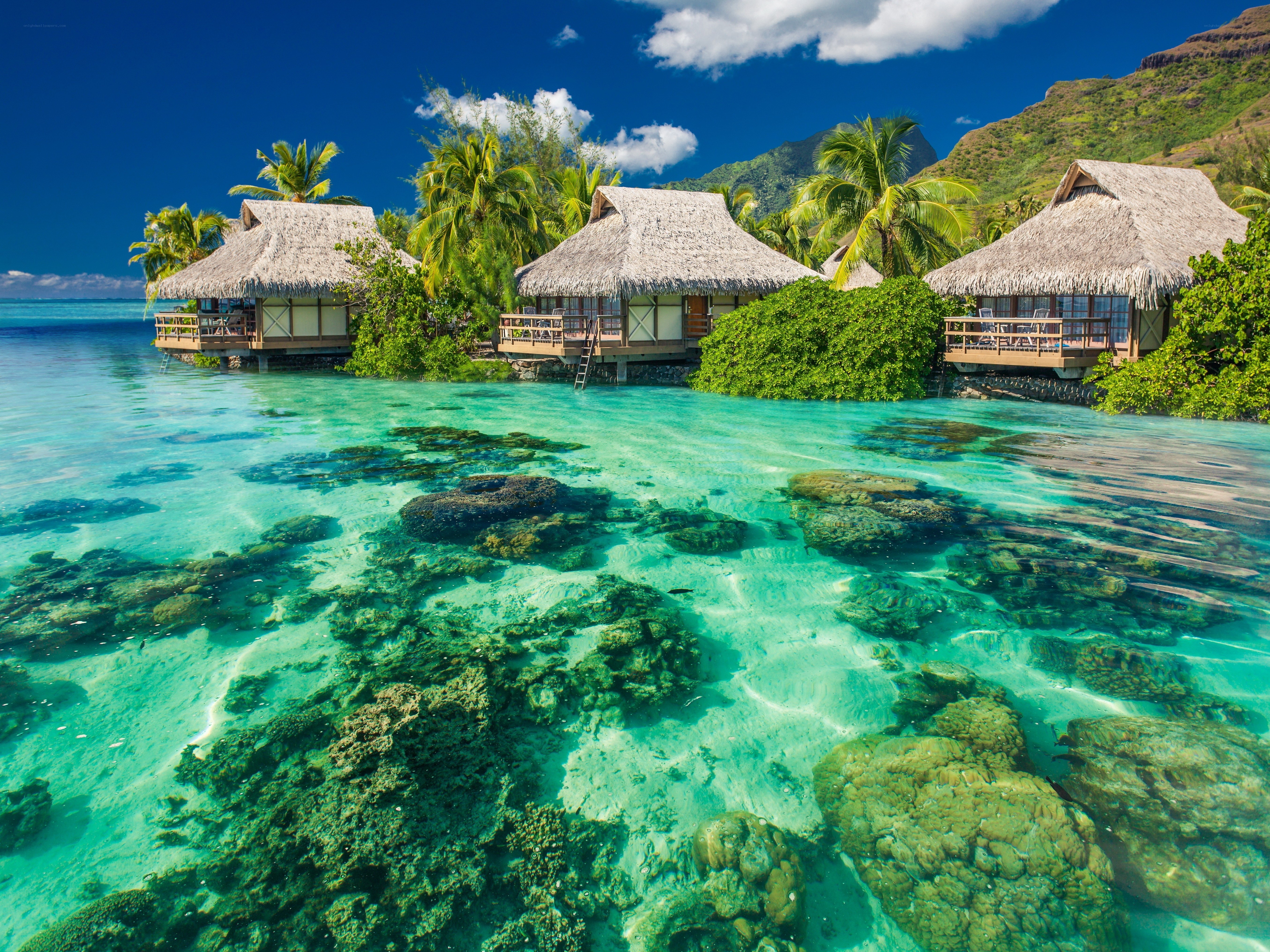 Tropical overwater bungalows