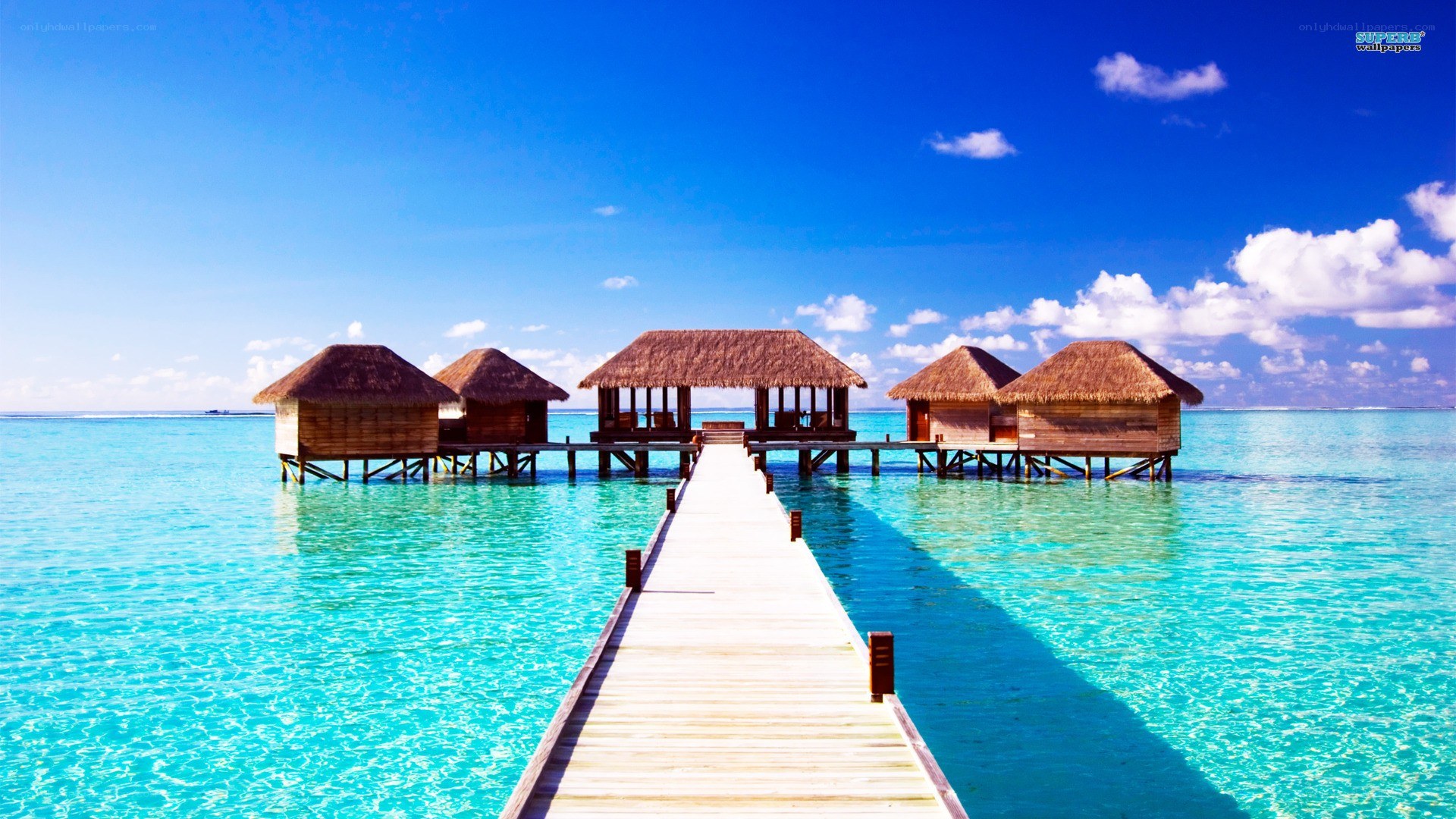 Tropical overwater bungalows