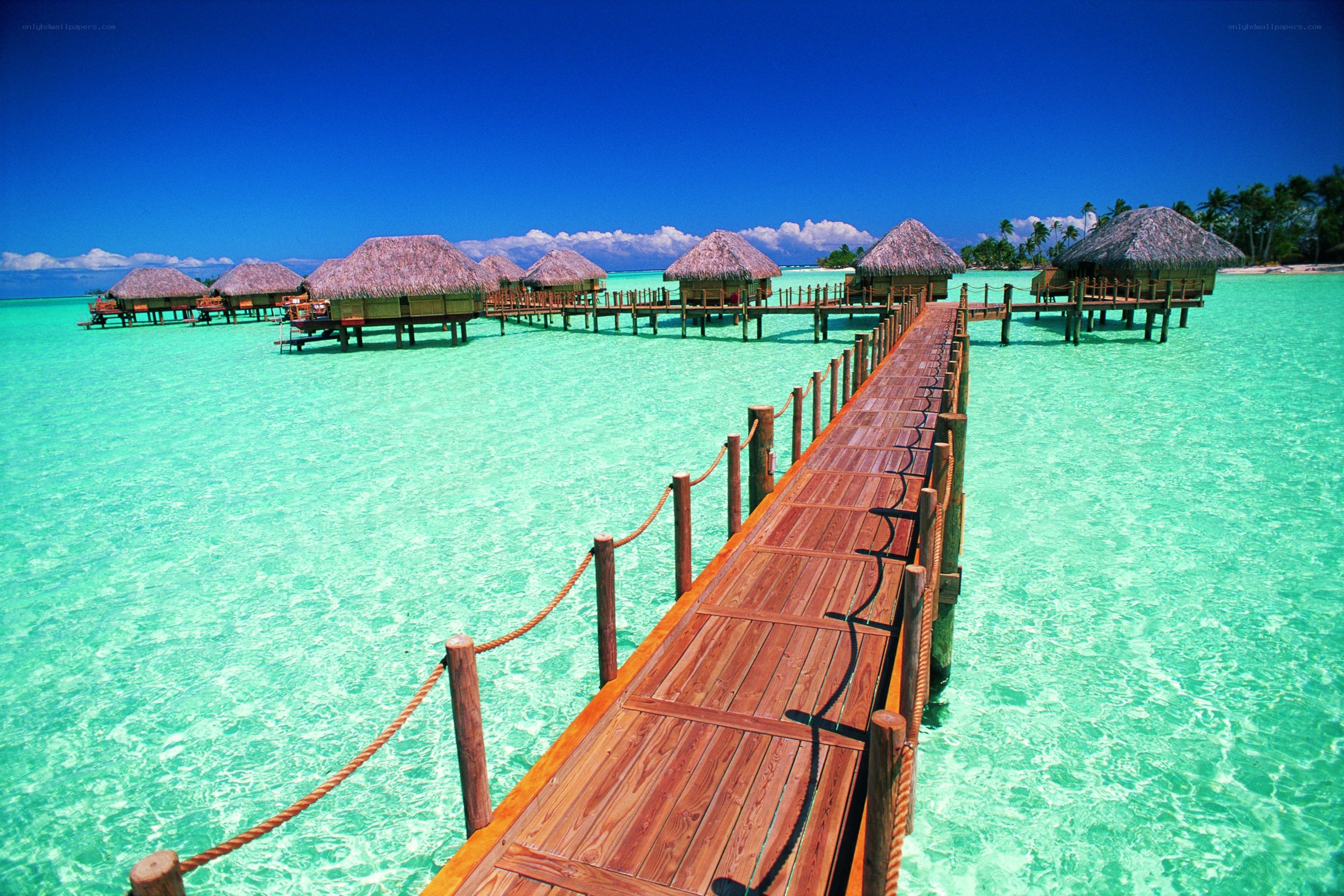Tropical overwater bungalows