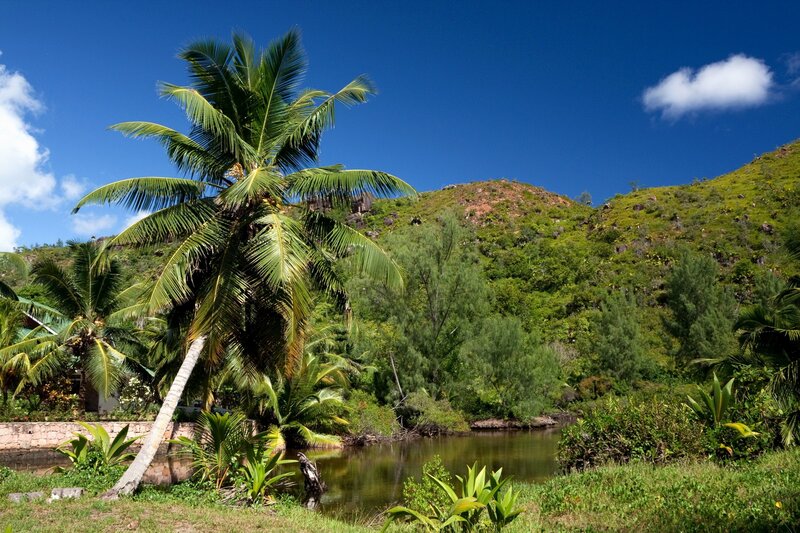 Tropical palm by a calm pond