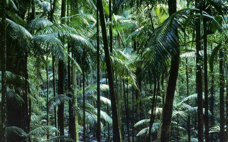 Tropical Palm Forest — Green, Dense