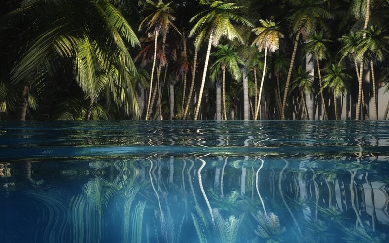 tropical palm forest reflection