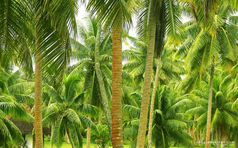 tropical palm forest