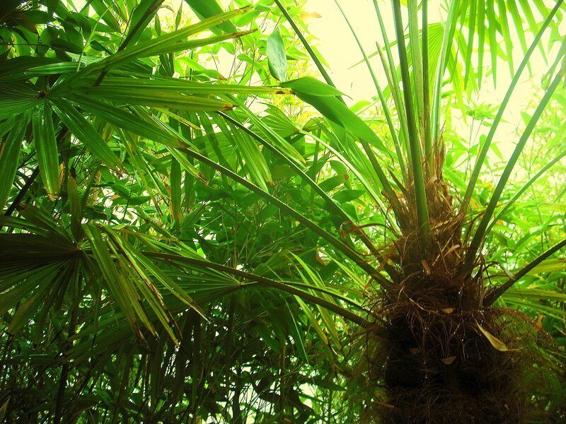 tropical palm fronds in sunlight