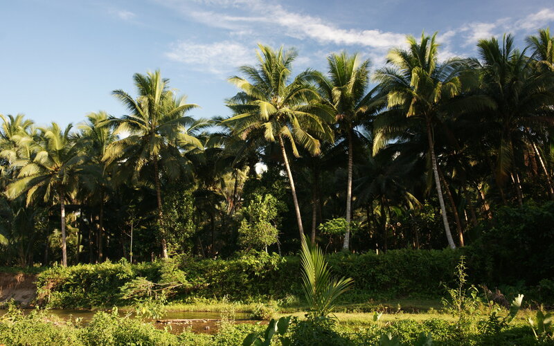 tropical palm grove by river