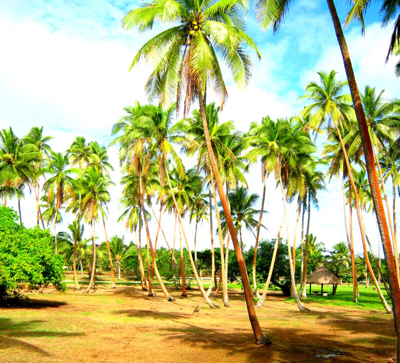 Tropical Palm Grove