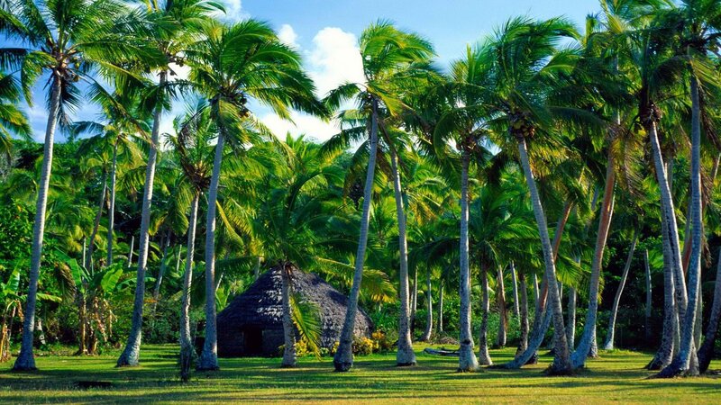 tropical palm grove with hut