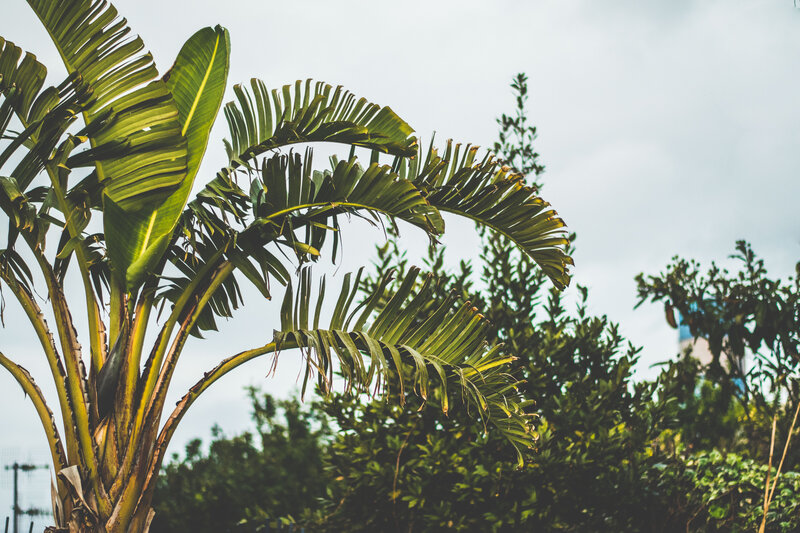 tropical palm leaves against sky