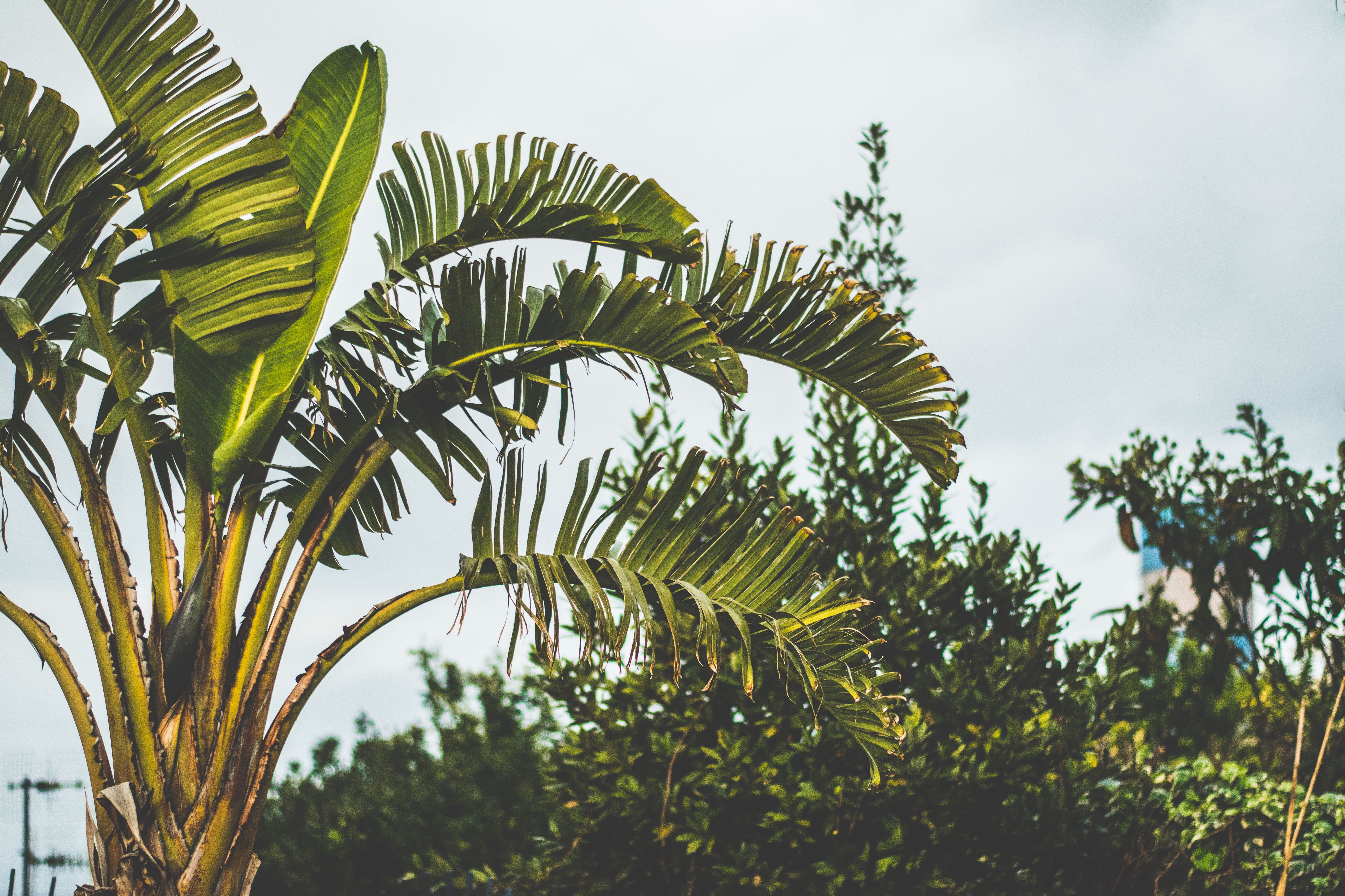 tropical palm leaves against sky