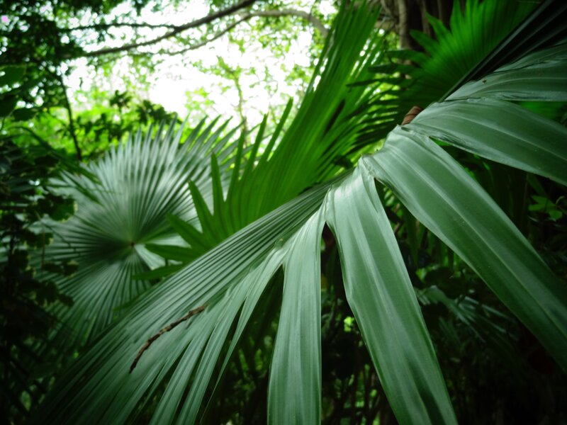 tropical palm leaves in forest
