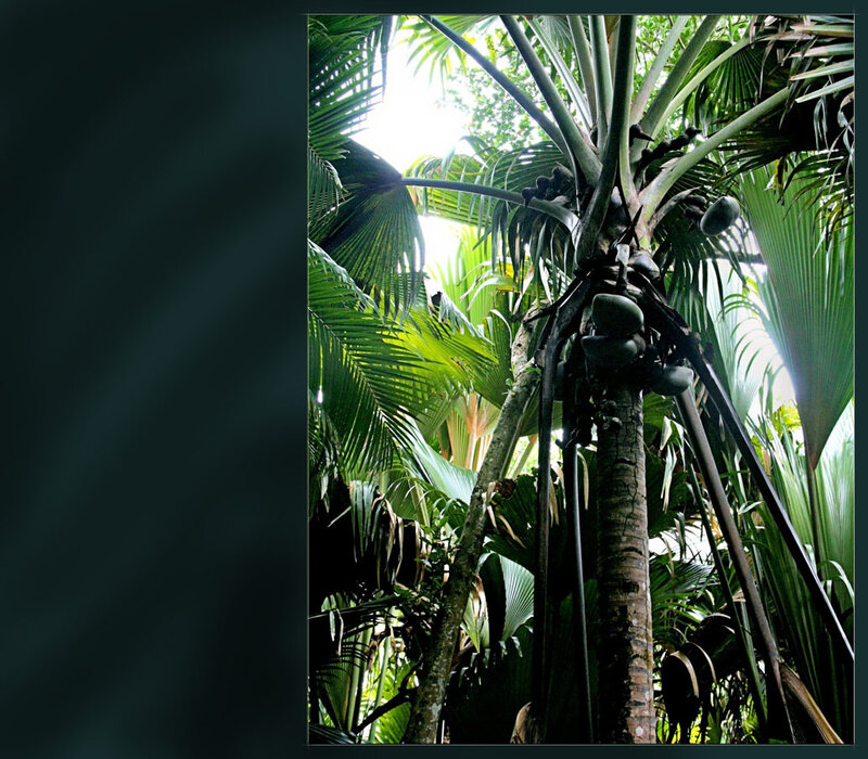 tropical palm tree forest