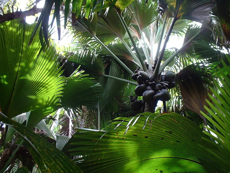 tropical palm tree with coconuts