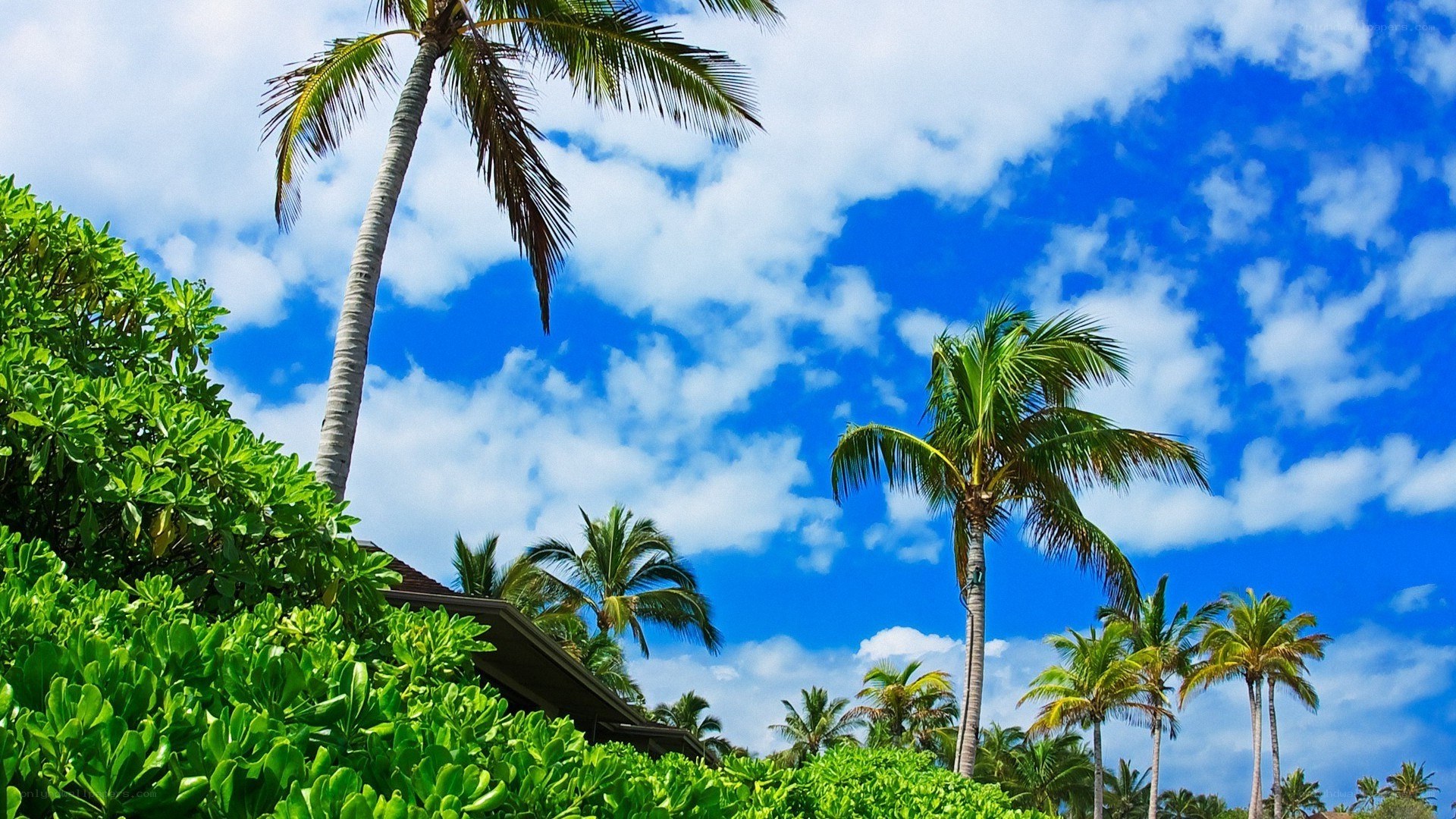 tropical palm trees and blue sky