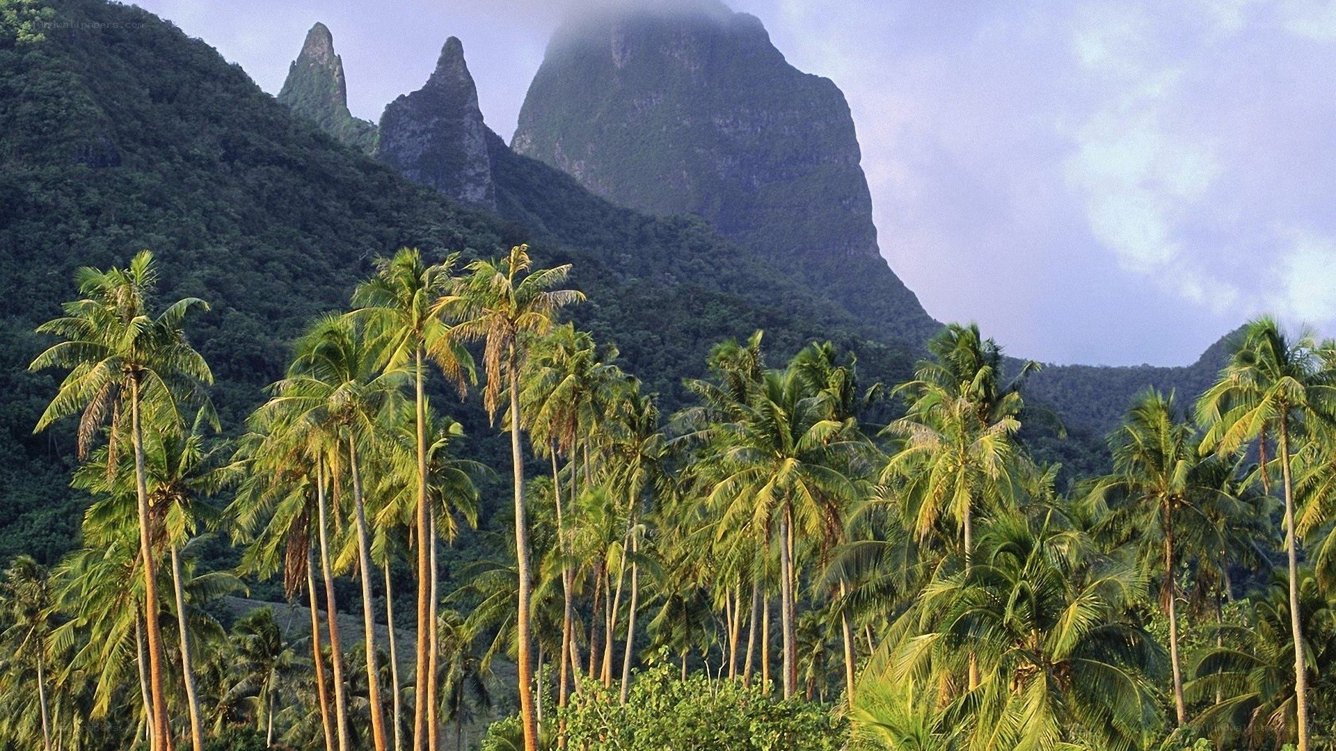 tropical palm trees and mountains
