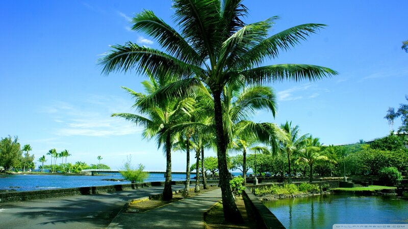 tropical palm trees by the water