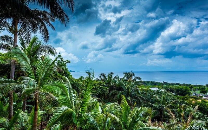 Tropical Palm Trees — Green, Dramatic, Afternoon