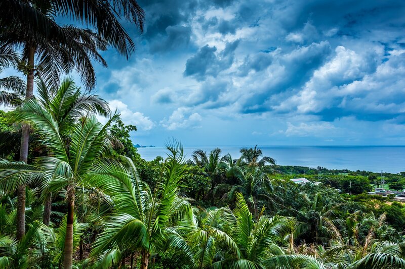 Tropical Palm Trees — Green, Dramatic