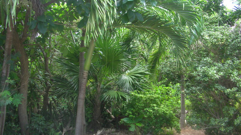Tropical Palm Trees — Green, Lush