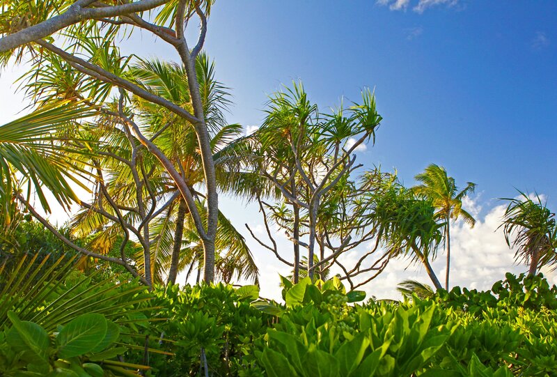 Tropical Palm Trees — Green, Serene