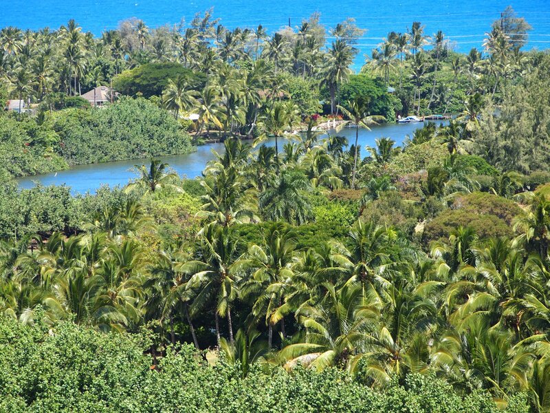 Tropical Palm Trees — Green