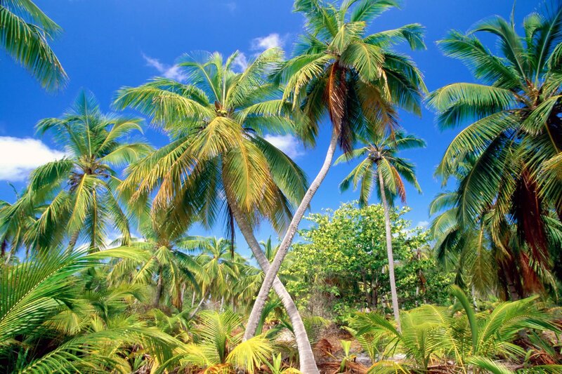 Tropical Palm Trees