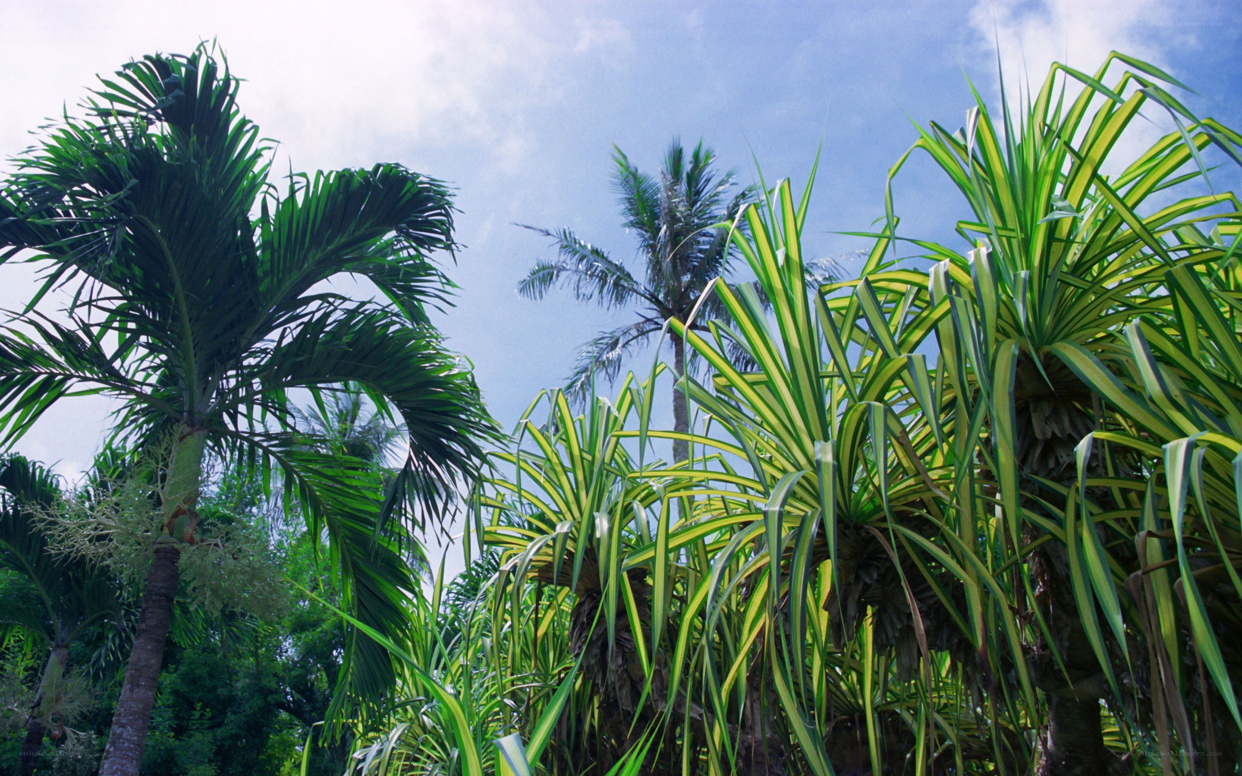 Tropical palm trees under blue sky