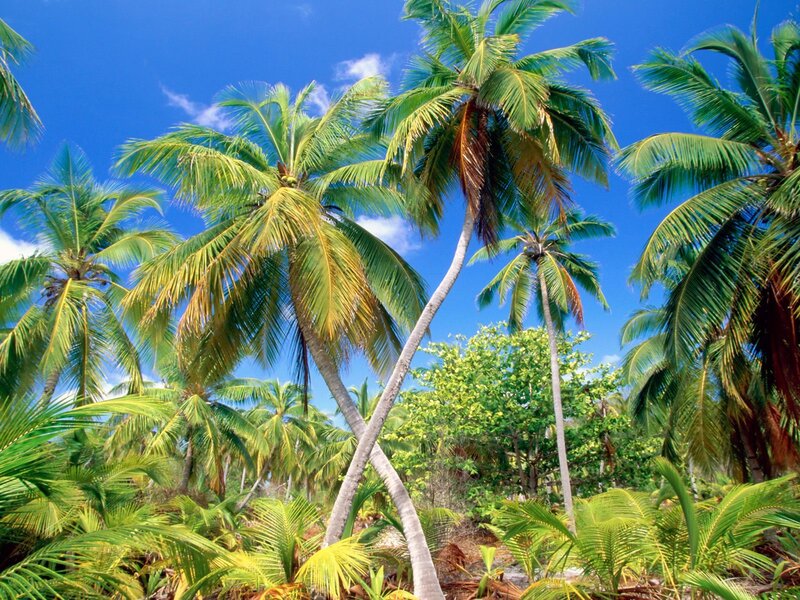 Tropical palm trees under blue sky