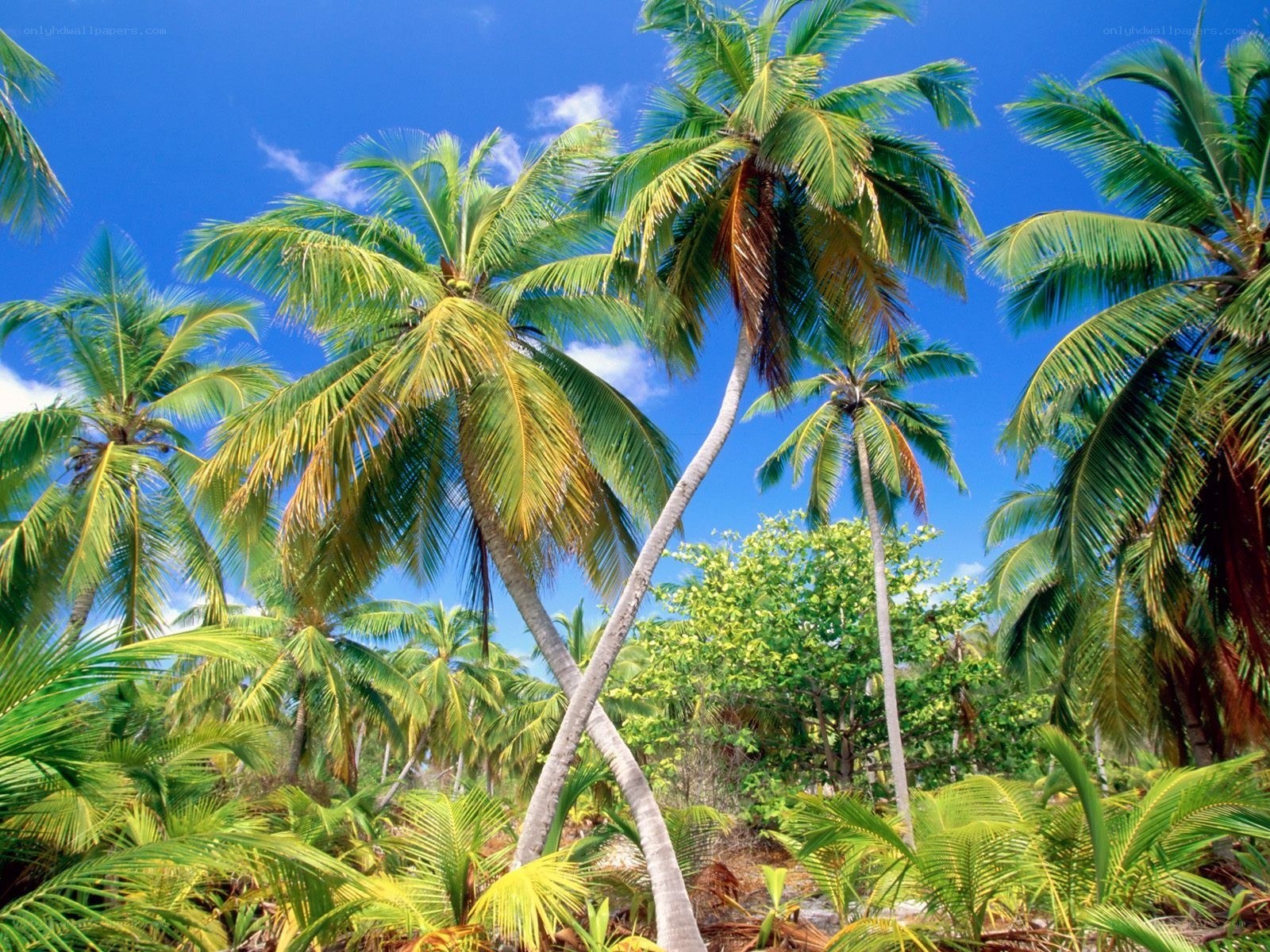 tropical palm trees under blue sky