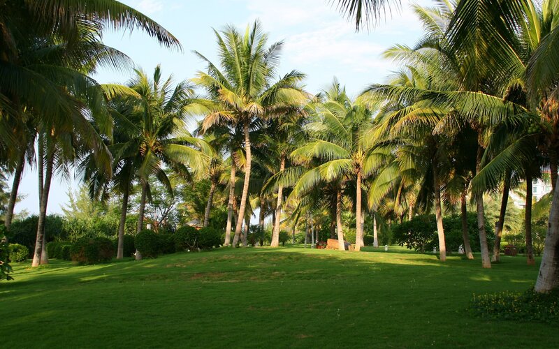 tropical park with palm trees
