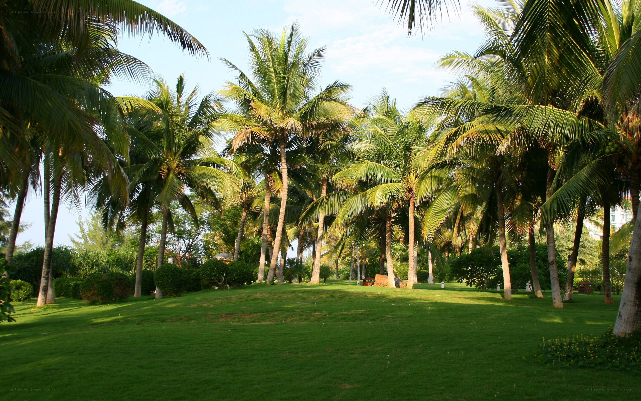 tropical park with palm trees