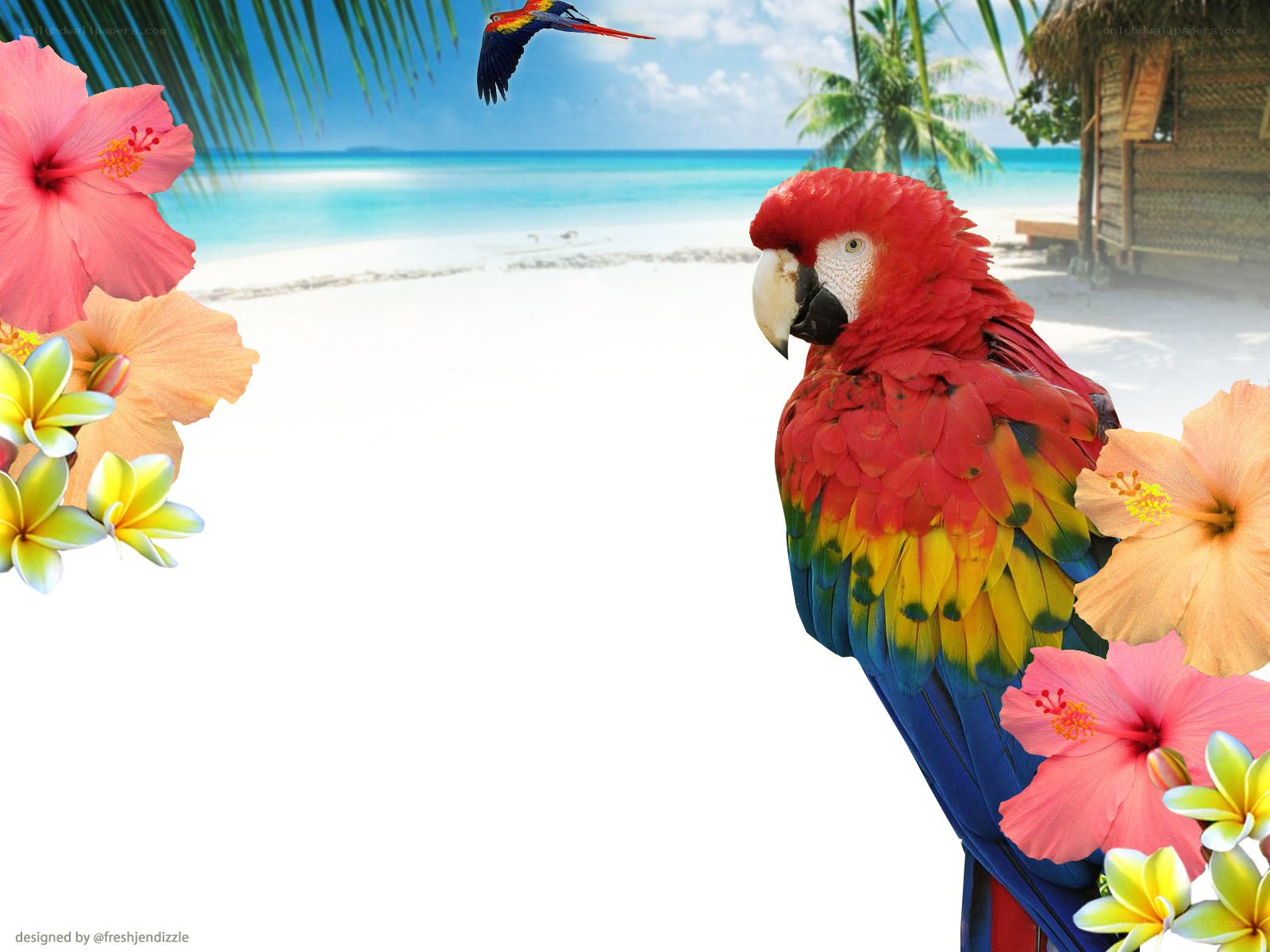 tropical parrot beach scene