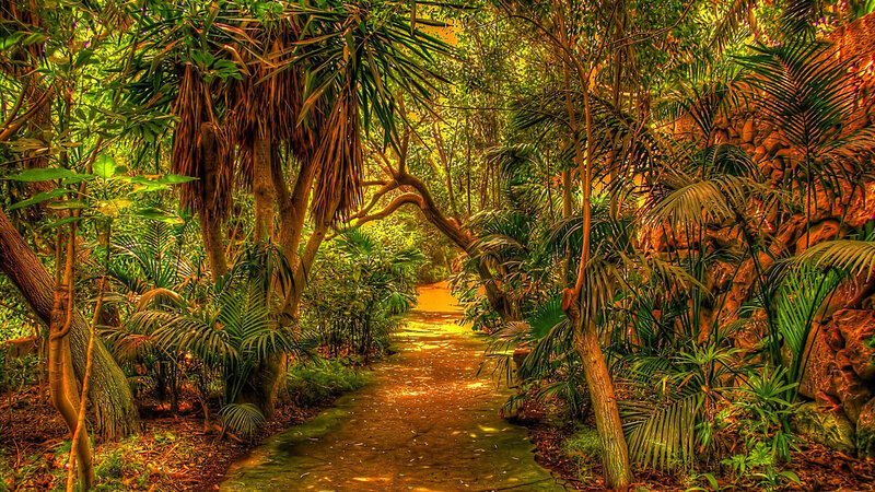 Tropical Path in Forest