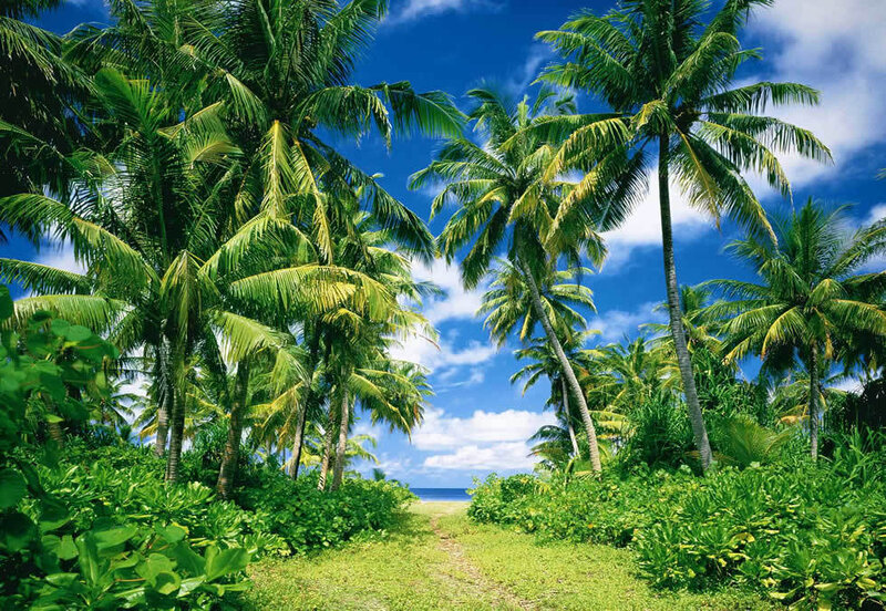 Tropical path to the beach