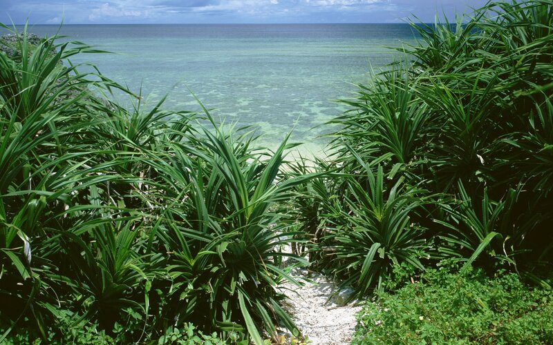 Tropical path to the ocean