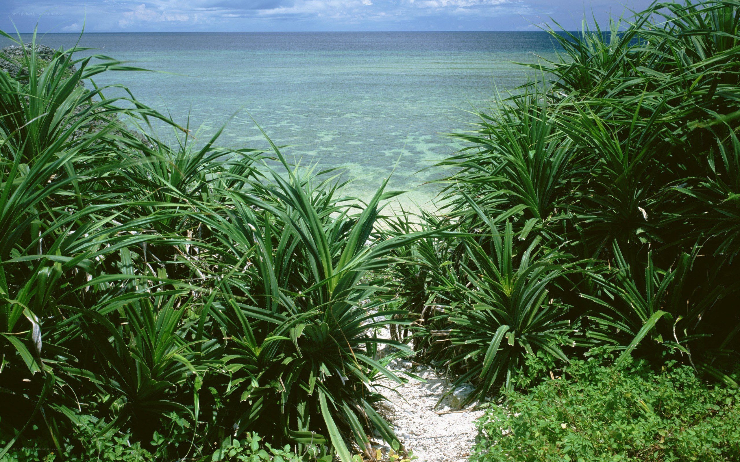 Tropical path to the ocean