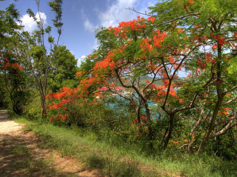 Tropical path with flowering trees