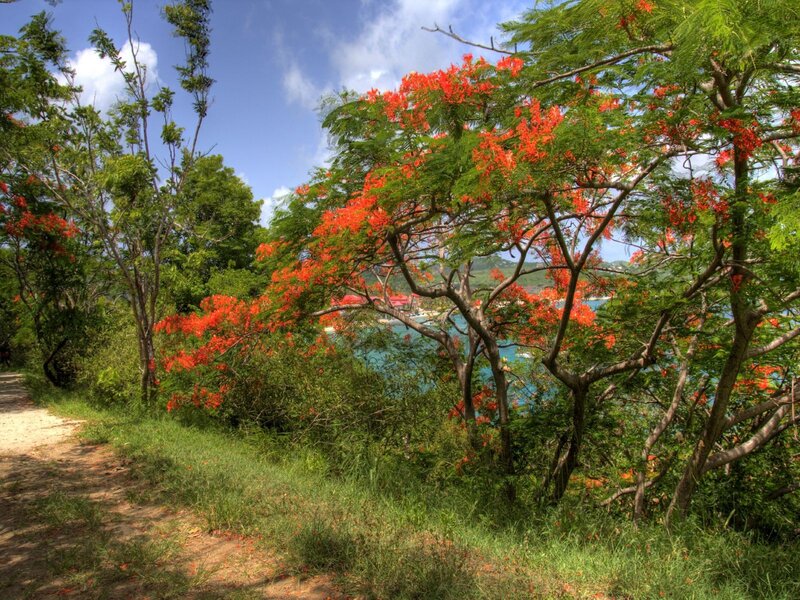 Tropical path with flowering trees