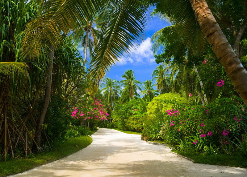 Tropical Path with Palm Trees