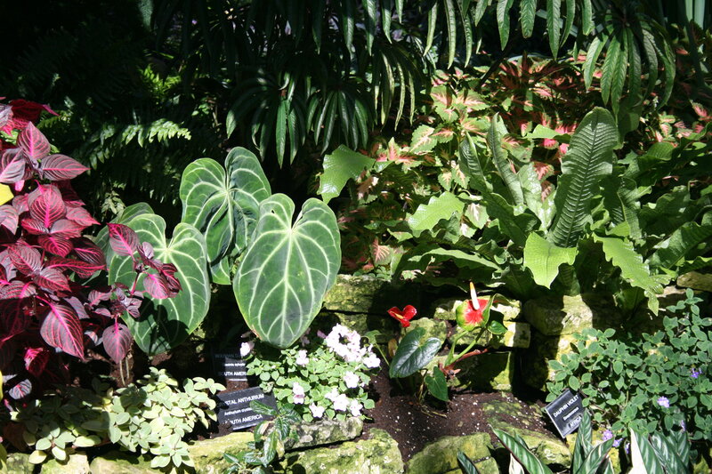 Tropical Plant Display